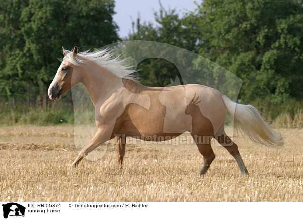 running horse / RR-05874