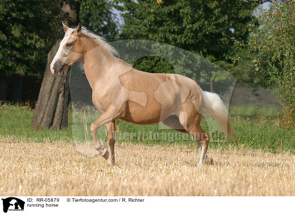 Paso Fino in Aktion / running horse / RR-05879