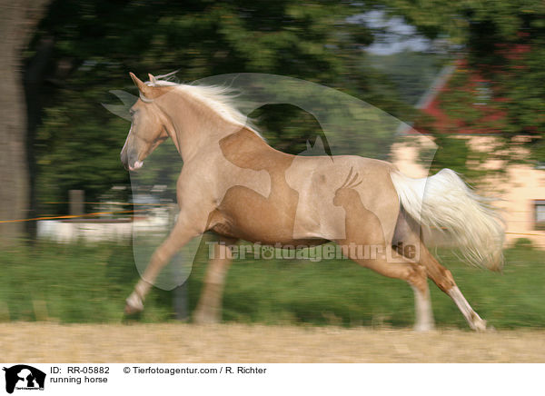Paso Fino im Galopp / running horse / RR-05882