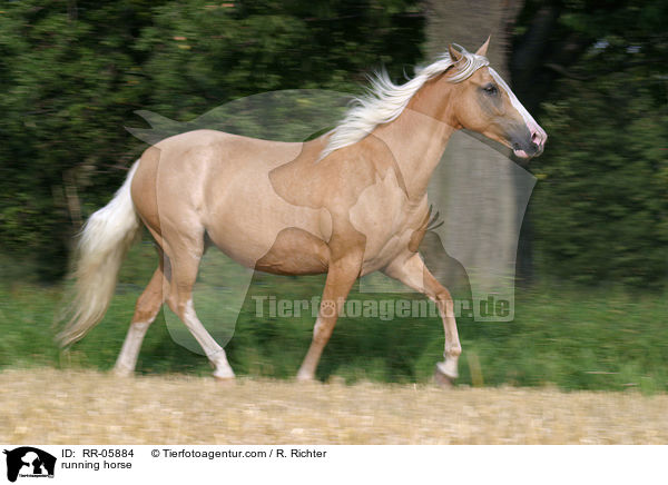 Paso Fino in Aktion / running horse / RR-05884