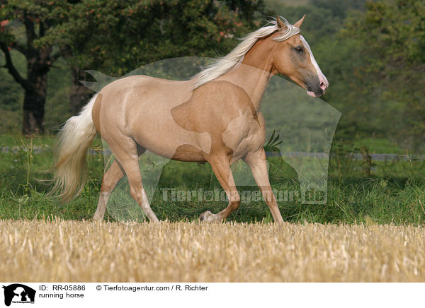 Paso Fino in Aktion / running horse / RR-05886