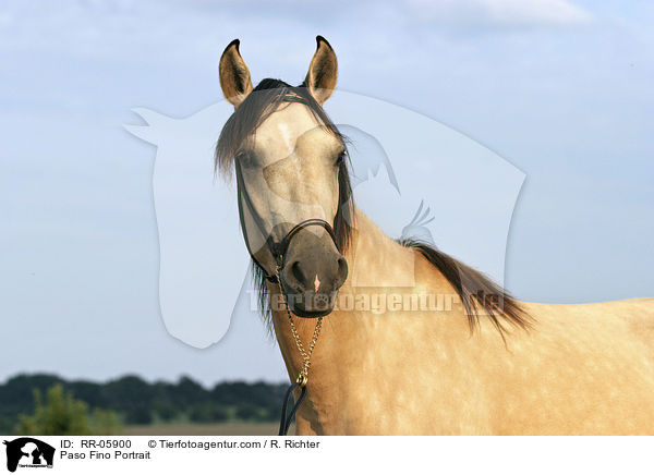 Paso Fino Portrait / Paso Fino Portrait / RR-05900