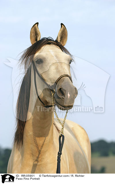 Paso Fino Portrait / Paso Fino Portrait / RR-05901