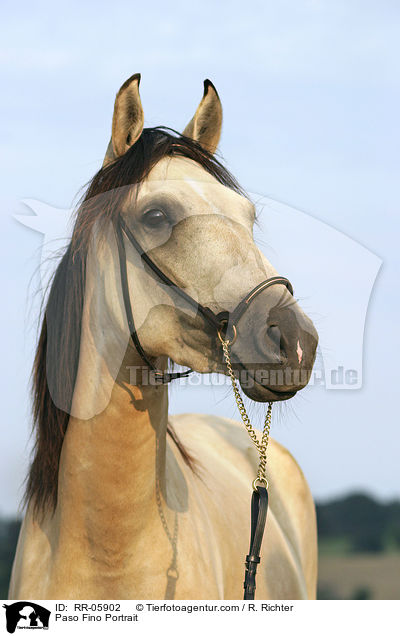 Paso Fino Portrait / Paso Fino Portrait / RR-05902