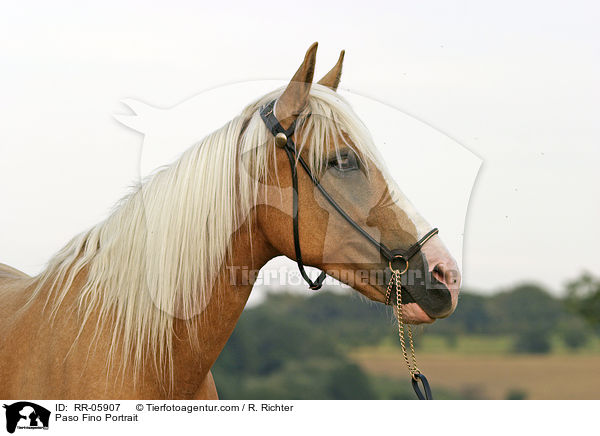 Paso Fino Portrait / RR-05907