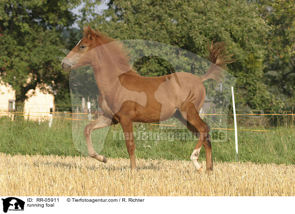 Paso Fino Fohlen in Bewegung / running foal / RR-05911