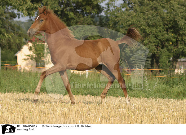 Paso Fino Fohlen in Bewegung / running foal / RR-05912
