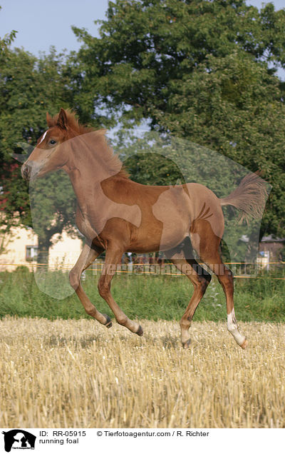 Paso Fino Fohlen in Bewegung / running foal / RR-05915