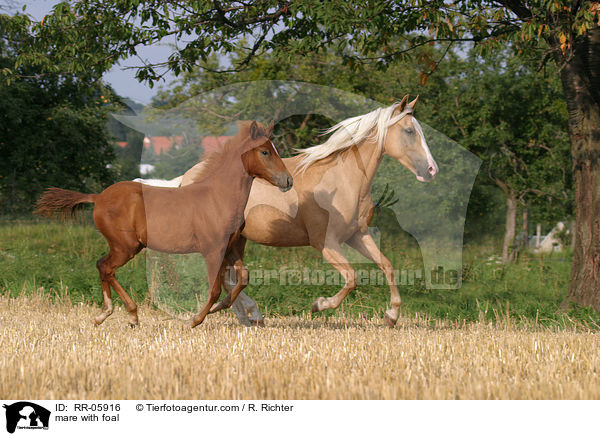 Stute mit Fohlen / mare with foal / RR-05916
