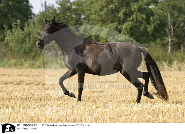 Pferd in Bewegung / running horse / RR-05918