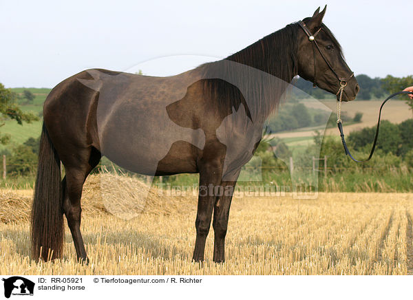 stehender Paso Fino / standing horse / RR-05921