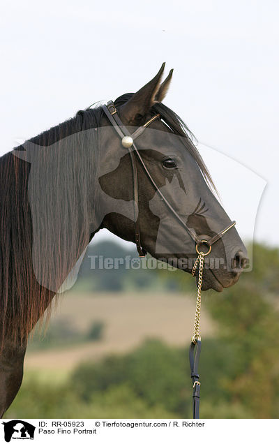 Paso Fino Portrait / Paso Fino Portrait / RR-05923