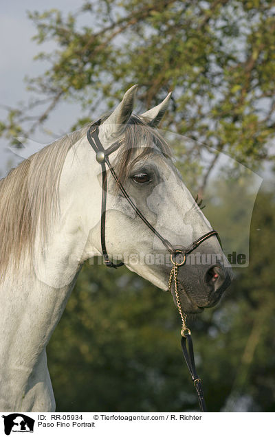 Paso Fino Portrait / Paso Fino Portrait / RR-05934