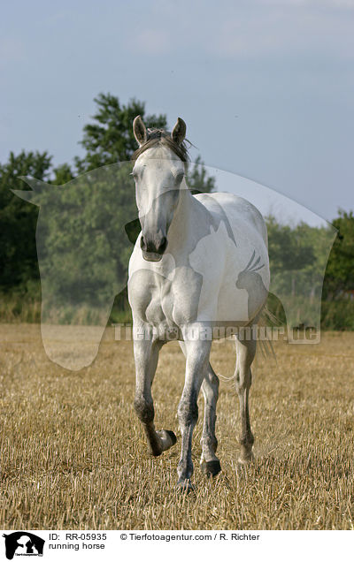 Paso Fino in Aktion / running horse / RR-05935
