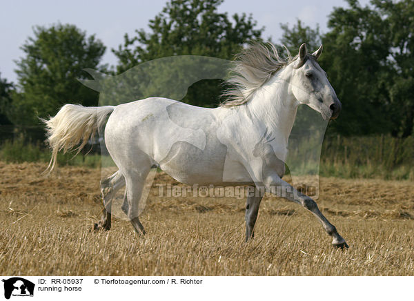 Paso Fino in Aktion / running horse / RR-05937
