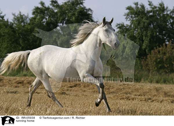 Paso Fino in Aktion / running horse / RR-05938