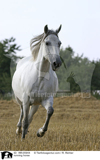 Paso Fino in Aktion / running horse / RR-05944