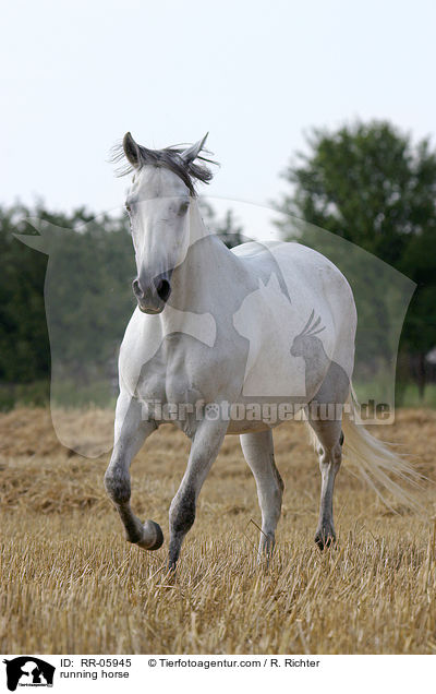 Paso Fino in Aktion / running horse / RR-05945