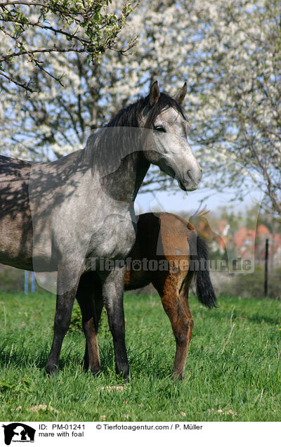 Stute mit Fohlen / mare with foal / PM-01241