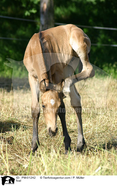 Fohlen kratzt sich mit Huf / foal / PM-01242