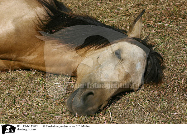 dsendes Pferd / dozing horse / PM-01281