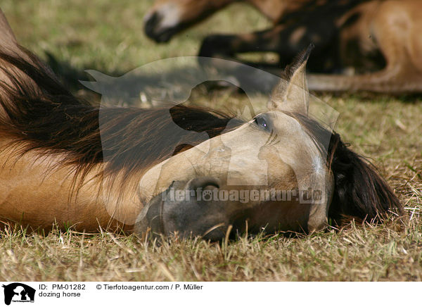 dsendes Pferd / dozing horse / PM-01282