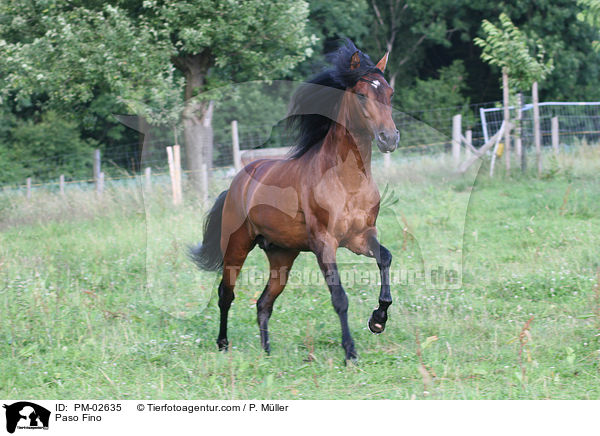 Paso Fino / PM-02635