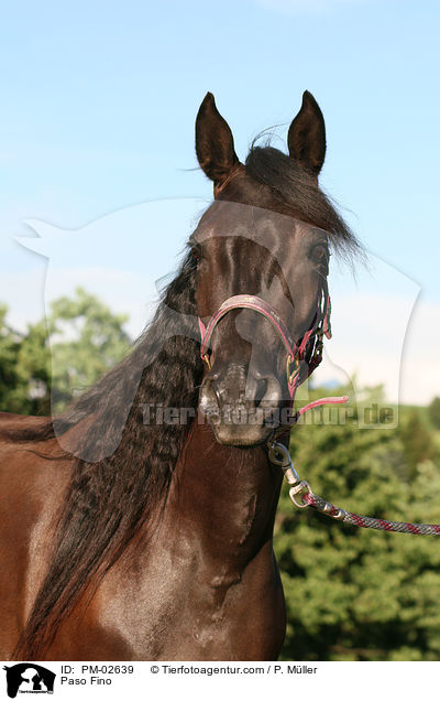 Paso Fino / PM-02639
