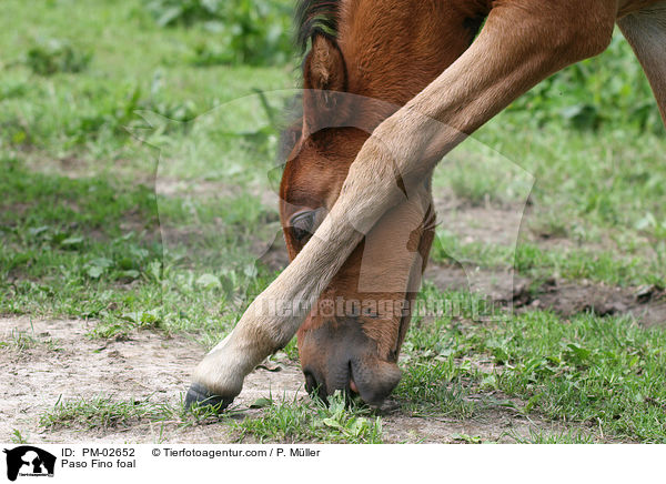 Paso Fino Fohlen / Paso Fino foal / PM-02652