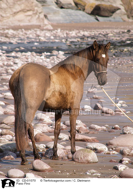 Paso Fino / CD-01070