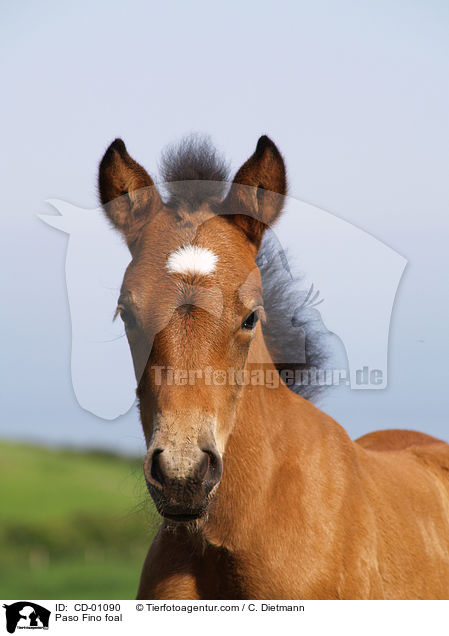 Paso Fino foal / CD-01090