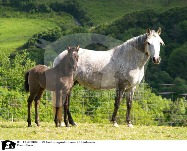 Paso Finos / Paso Finos / CD-01099