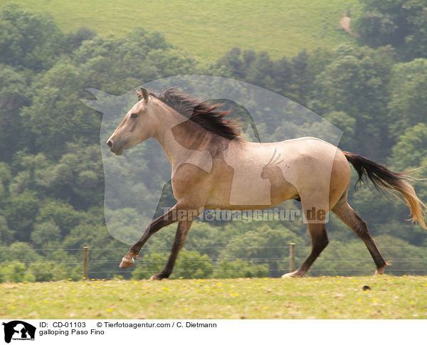 galloping Paso Fino / CD-01103