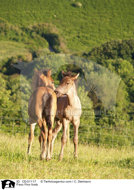 Paso Fino Fohlen / Paso Fino foals / CD-01117