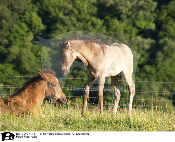 Paso Fino foals / CD-01118
