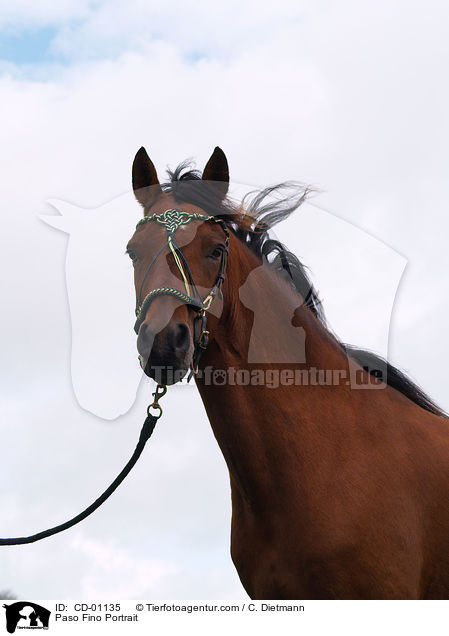 Paso Fino Portrait / Paso Fino Portrait / CD-01135