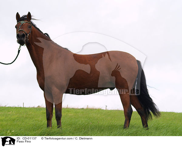 Paso Fino / Paso Fino / CD-01137