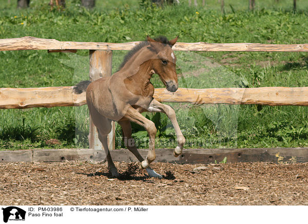 Paso Fino foal / PM-03986