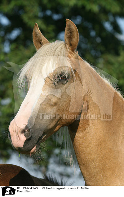 Paso Fino / PM-04143