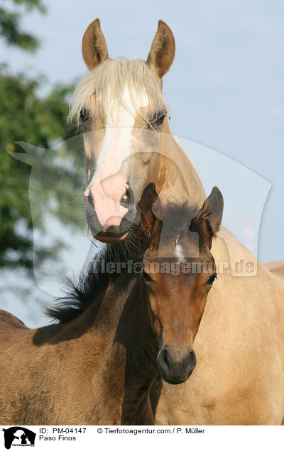 Paso Finos / Paso Finos / PM-04147
