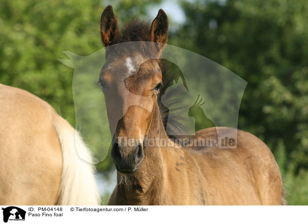 Paso Fino foal / PM-04148