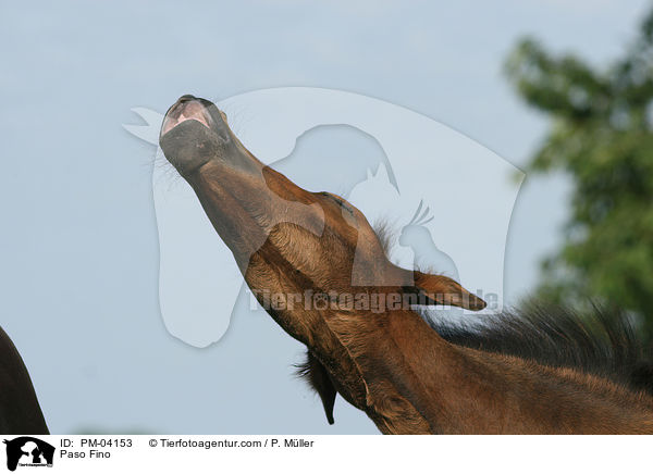 Paso Fino / PM-04153