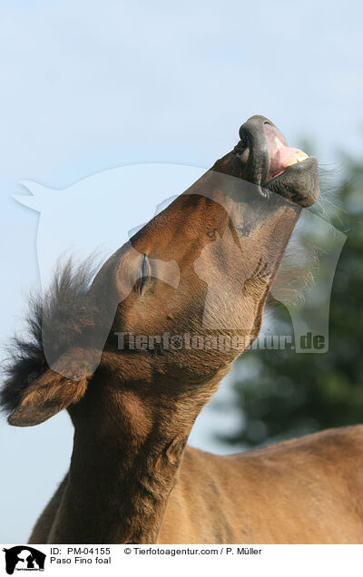 Paso Fino Fohlen / Paso Fino foal / PM-04155