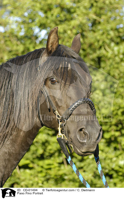 Paso Fino Portrait / CD-01494