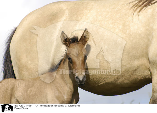 Paso Finos / CD-01499