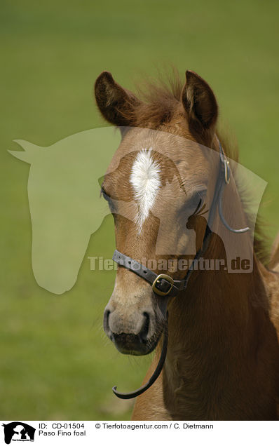 Paso Fino foal / CD-01504