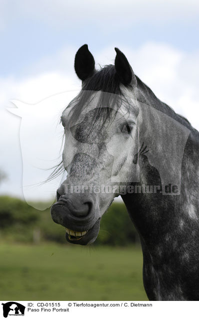 Paso Fino Portrait / CD-01515