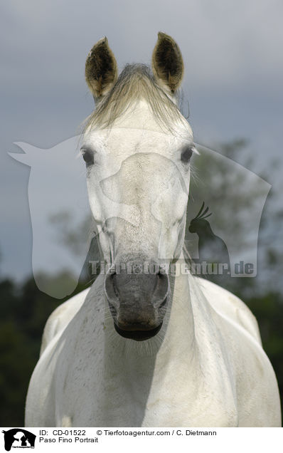 Paso Fino Portrait / CD-01522