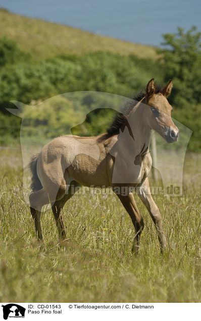 Paso Fino foal / CD-01543