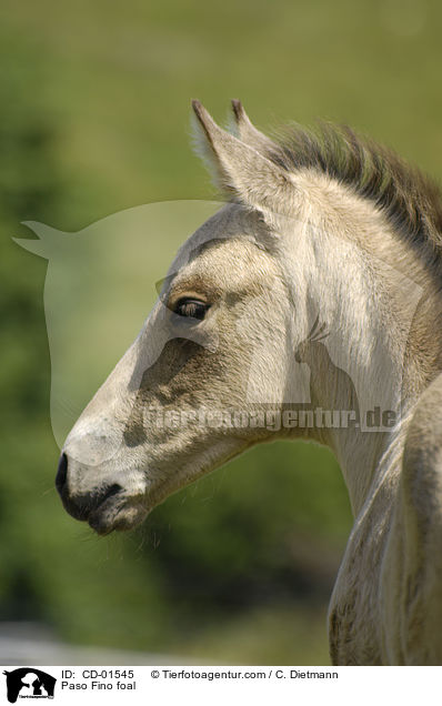 Paso Fino foal / CD-01545